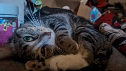Reunited Male Cat last seen Schroeder rd, Madison wi, Madison, WI 53711