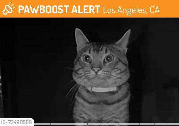 Found/Stray Unknown Cat last seen bermuda and brookfield, Los Angeles, CA 91311