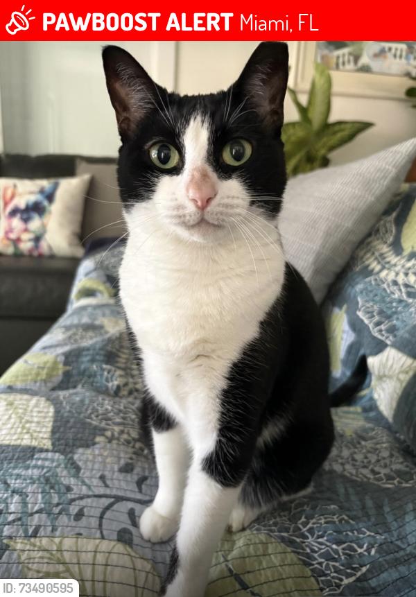 Lost Female Cat last seen Near sw 161 st terrace, Miami, FL 33157