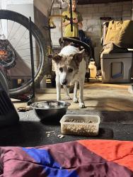 Reunited Female Dog last seen Rockcliff and Brannen, Atlanta, GA 30316