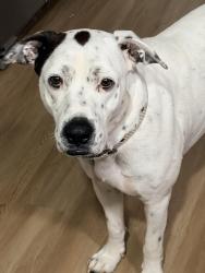 Lost Male Dog last seen Samuels st and Garvey st, Fort Worth, TX 76102
