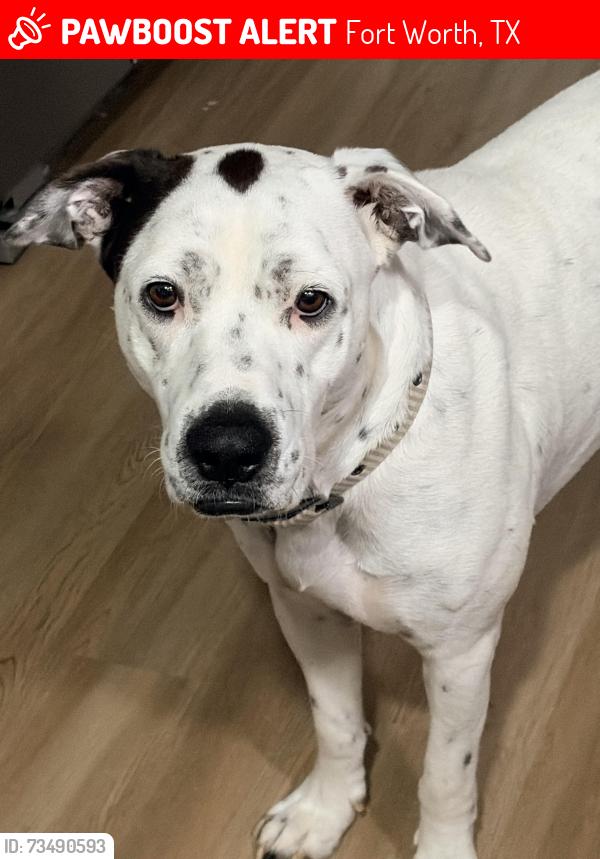 Lost Male Dog last seen Samuels st and Garvey st, Fort Worth, TX 76102