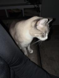Reunited Female Cat last seen Leland and woodmont, Nashville, TN 37216