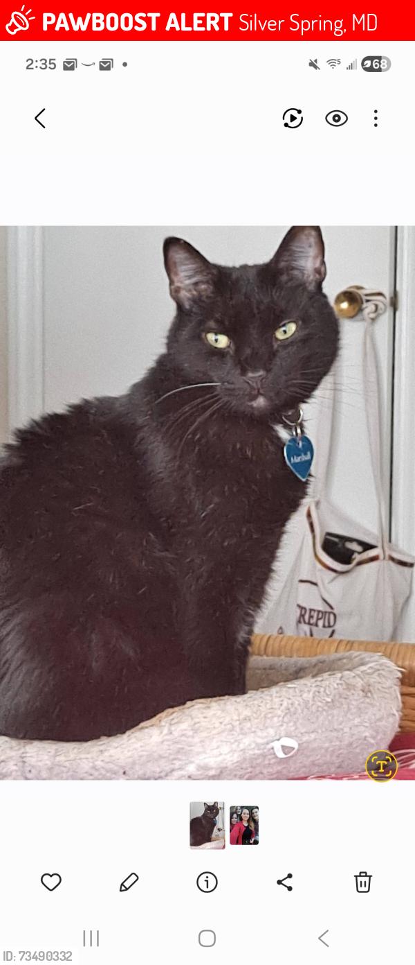 Lost Male Cat last seen Marine Rd and Bonifant, Silver Spring, MD 20910