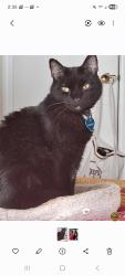 Lost Male Cat last seen Marine Rd and Bonifant, Silver Spring, MD 20910