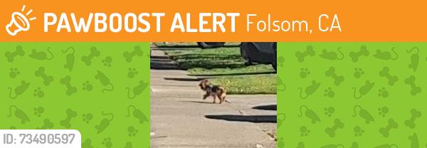 Found/Stray Unknown Dog last seen Stoney Hill Rd. and Big Valley Rd., Folsom, CA 95630