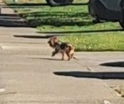 Found/Stray Unknown Dog last seen Stoney Hill Rd. and Big Valley Rd., Folsom, CA 95630