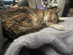 Reunited Female Cat last seen John C Fremont elementary, Taylorsville, UT 84123