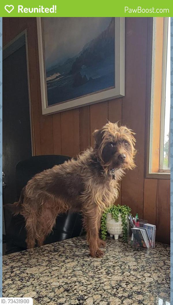 Reunited Male Dog last seen Near prarie ave torrance ca, Torrance, CA 90504