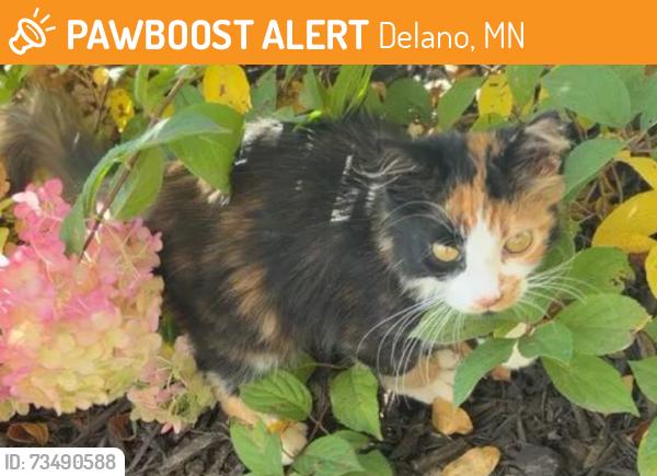 Found/Stray Female Cat last seen Freedom Lane, Delano, MN 55328