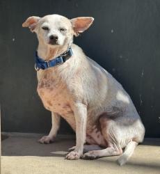 Shelter Stray Female Dog last seen Near Logan Avenue, San Diego, CA, 92113, 5500 Gaines St, San Diego, CA 92110, USA