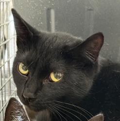 Shelter Stray Female Cat last seen 148th & Stark, PORTLAND, OR, 97233, 1700 W Historic Columbia River Hwy, Troutdale, OR 97060, USA