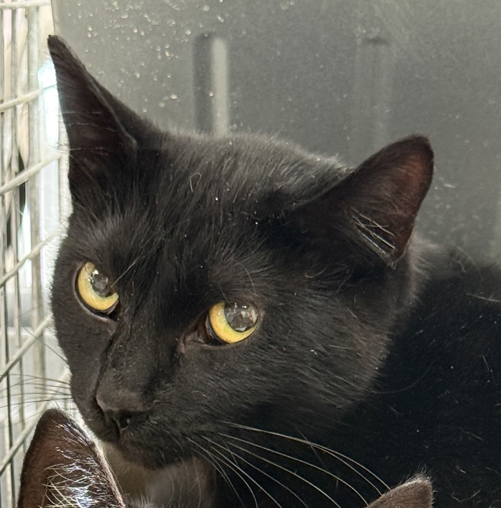 Shelter Stray Female Cat last seen 148th & Stark, PORTLAND, OR, 97233, 1700 W Historic Columbia River Hwy, Troutdale, OR 97060, USA