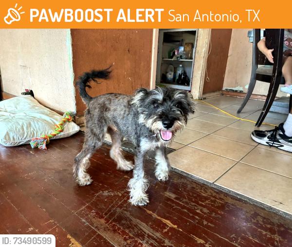 Found/Stray Female Dog last seen Near E Amber St, San Antonio, TX 78221