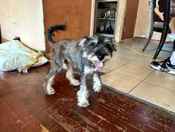 Found/Stray Female Dog last seen Near E Amber St, San Antonio, TX 78221