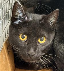 Shelter Stray Female Cat last seen 148th & Stark, PORTLAND, OR, 97233, 1700 W Historic Columbia River Hwy, Troutdale, OR 97060, USA