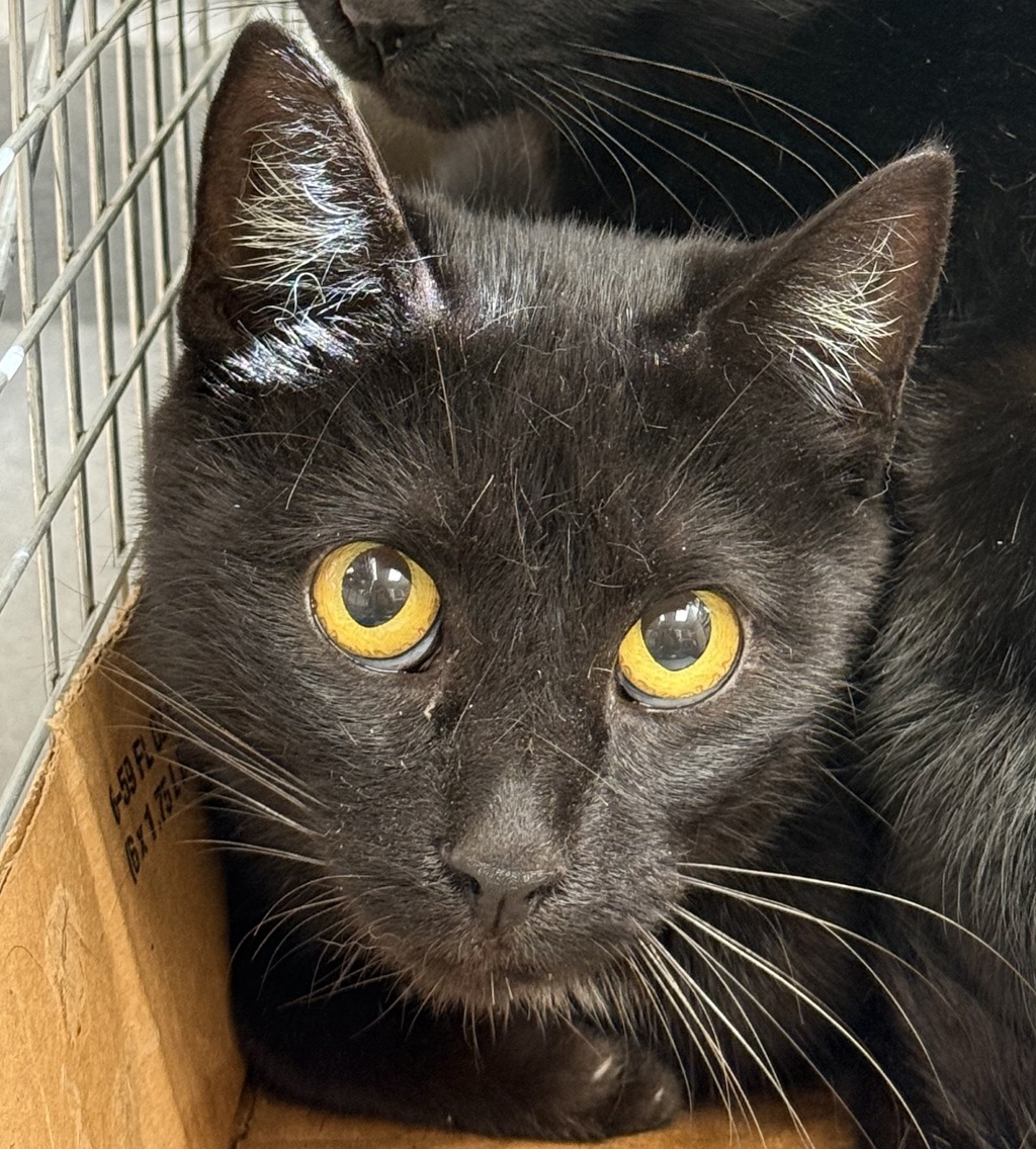 Shelter Stray Female Cat last seen 148th & Stark, PORTLAND, OR, 97233, 1700 W Historic Columbia River Hwy, Troutdale, OR 97060, USA