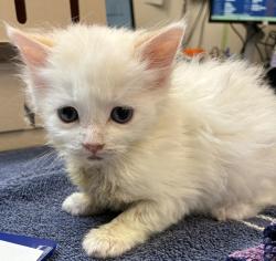 Shelter Stray Female Cat last seen SE Harold, PORTLAND, OR, 97266, 1700 W Historic Columbia River Hwy, Troutdale, OR 97060, USA