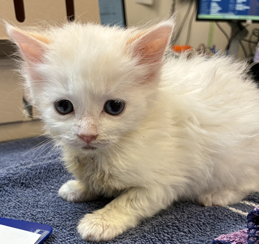 Shelter Stray Female Cat last seen SE Harold, PORTLAND, OR, 97266, 1700 W Historic Columbia River Hwy, Troutdale, OR 97060, USA