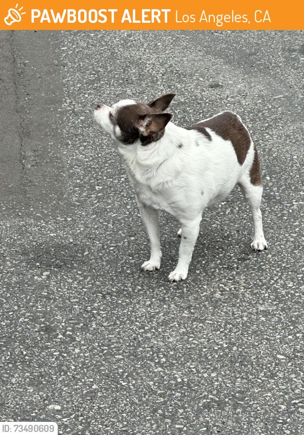 Found/Stray Unknown Dog last seen Stonewood Ct/Dalmatia Dr, Los Angeles, CA 90732