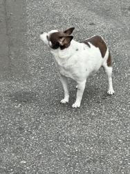 Found/Stray Unknown Dog last seen Stonewood Ct/Dalmatia Dr, Los Angeles, CA 90732
