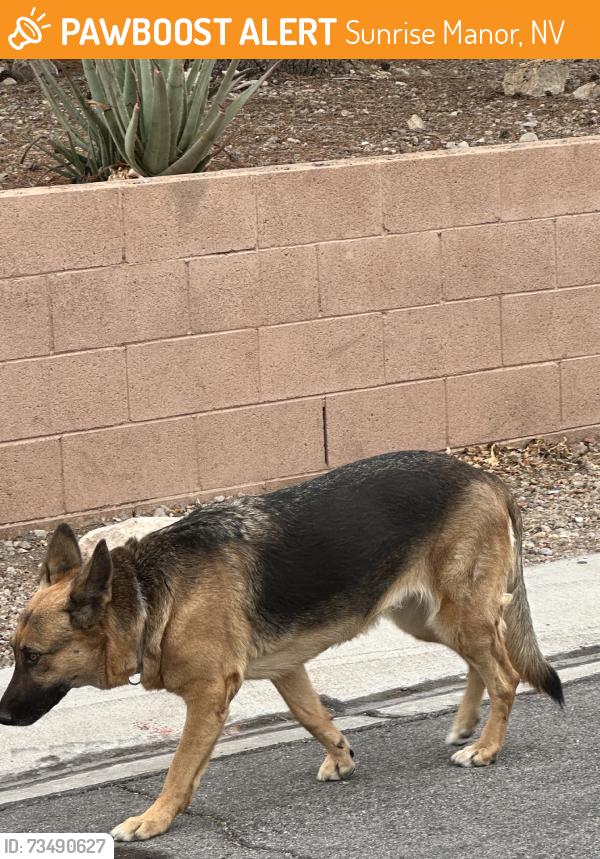 Found/Stray Unknown Dog last seen Stormy Sky and Lime Point, Sunrise Manor, NV 89110