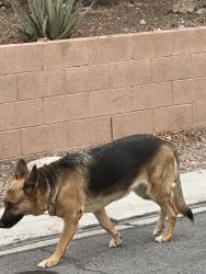 Found/Stray Unknown Dog last seen Stormy Sky and Lime Point, Sunrise Manor, NV 89110