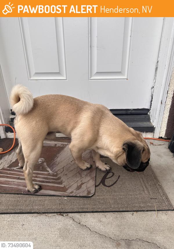Found/Stray Male Dog last seen Winter park st, Henderson, NV 89052