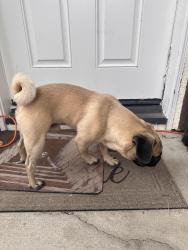 Found/Stray Male Dog last seen Winter park st, Henderson, NV 89052