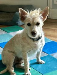 Lost Male Dog last seen Fort Union Blvd, Mountview Park, Cottonwood Heights, UT 84121