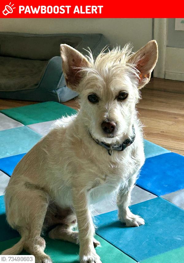 Lost Male Dog last seen Fort Union Blvd, Mountview Park, Cottonwood Heights, UT 84121