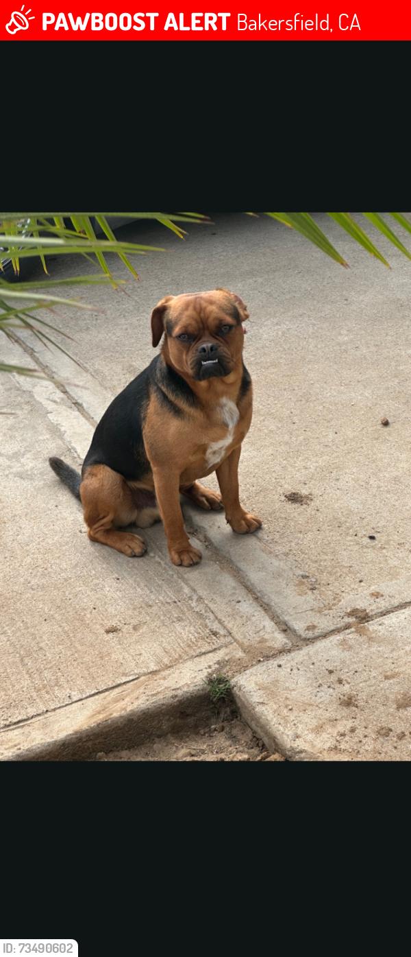 Lost Male Dog last seen Eucalyptus and morning Dr, Bakersfield, CA 93306