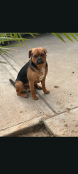 Lost Male Dog last seen Eucalyptus and morning Dr, Bakersfield, CA 93306