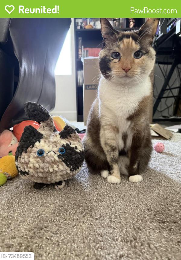 Reunited Female Cat last seen Douglas Rd near Meadows Montessori, Ferndale, WA 98248