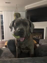 Reunited Male Dog last seen Clime Rd, Columbus, OH 43228
