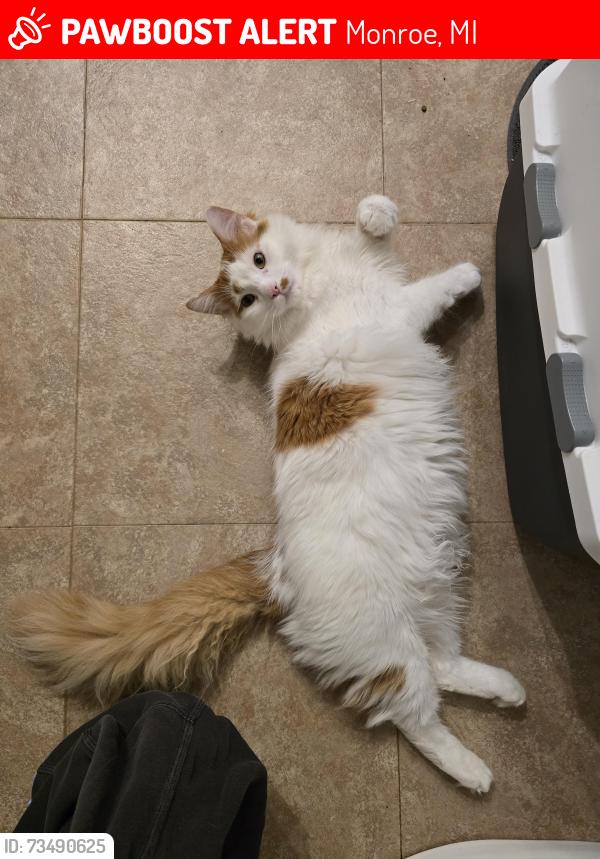 Lost Male Cat last seen North and South otter creek, Monroe, MI 48161