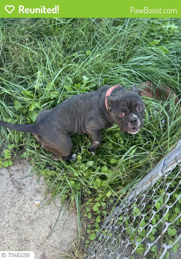 Reunited Female Dog last seen Livernois & regular, Detroit, MI 48209