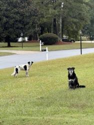 Found/Stray Unknown Dog last seen Near O’Tara Woods Dr Newnan, Ga 30263, Newnan, GA 30263