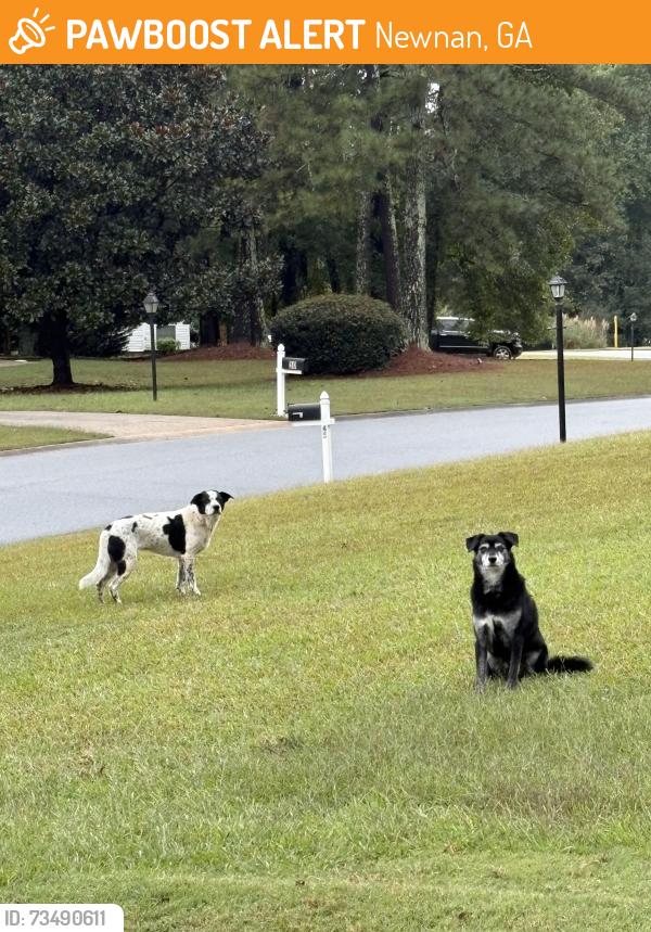 Found/Stray Unknown Dog last seen Near O’Tara Woods Dr Newnan, Ga 30263, Newnan, GA 30263