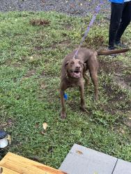 Found/Stray Unknown Dog last seen Victoria and Sims Dr, Chattanooga, TN 37415
