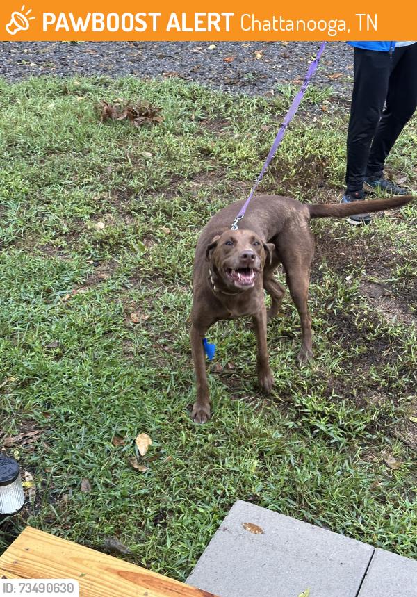 Found/Stray Unknown Dog last seen Victoria and Sims Dr, Chattanooga, TN 37415