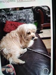 Reunited Male Dog last seen Las vegas, Las Vegas, NV 89147