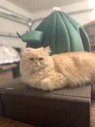 Lost Female Cat last seen McDonough way, Katy, TX 77494