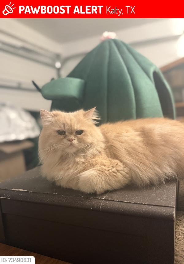 Lost Female Cat last seen McDonough way, Katy, TX 77494