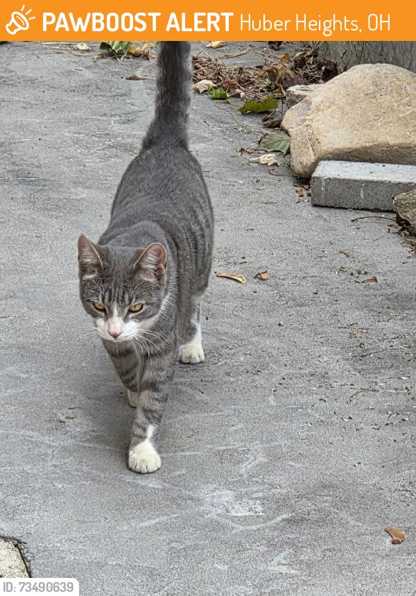 Found/Stray Male Cat last seen Chambersburg Road and Harshmanville Road, Huber Heights, OH 45424