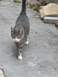 Found/Stray Male Cat last seen Chambersburg Road and Harshmanville Road, Huber Heights, OH 45424
