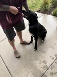 Reunited Male Dog last seen Vasa, Syracuse ut, Syracuse, UT 84075