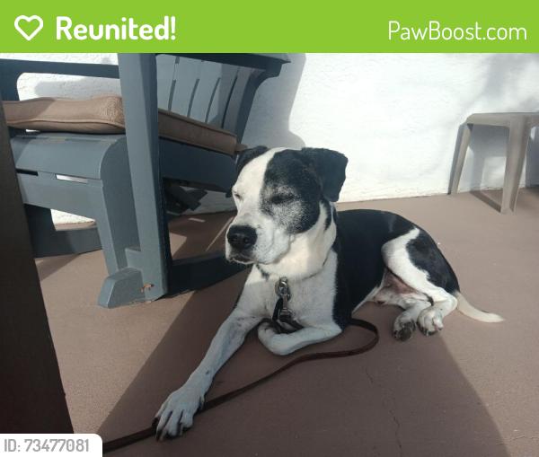 Reunited Male Dog last seen Near Georgia St SE, Albuquerque, NM 87108, USA, Albuquerque, NM 87108
