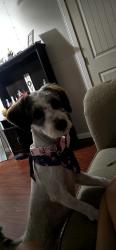 Lost Female Dog last seen Near Wiseman Ave, Fort Worth, TX 76105, Fort Worth, TX 76105