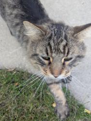 Found/Stray Unknown Cat last seen Packard and Bottfords, Cudahy, WI 53110